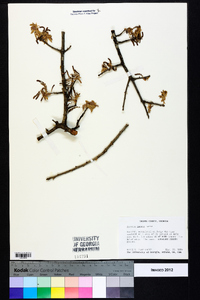 Quercus incana image