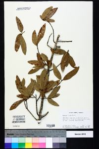 Quercus incana image