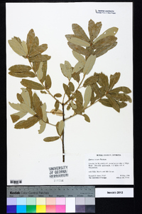 Quercus incana image