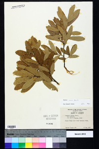 Quercus incana image