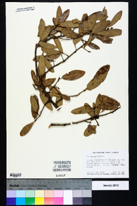 Quercus incana image