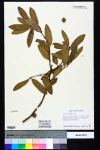 Quercus incana image