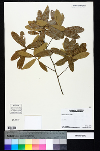 Quercus incana image