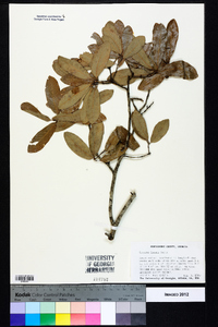 Quercus incana image