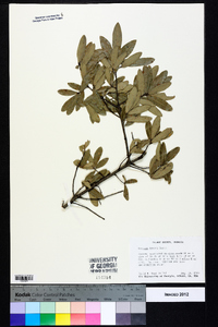 Quercus incana image