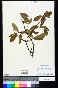 Quercus incana image