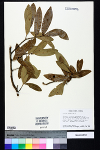 Quercus incana image