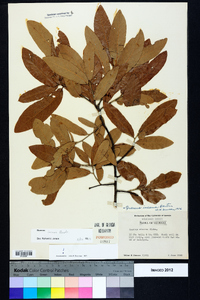 Quercus incana image