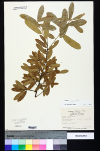 Quercus incana image