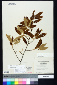 Quercus incana image