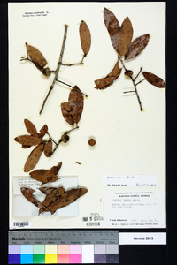 Quercus incana image