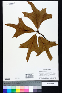 Quercus laevis image