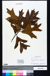 Quercus laevis image