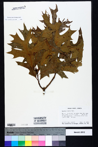 Quercus laevis image