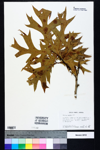 Quercus laevis image