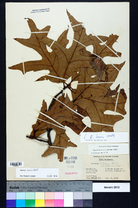 Quercus laevis image