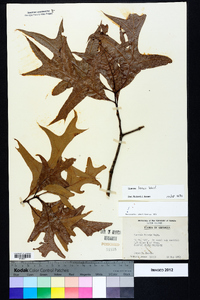 Quercus laevis image