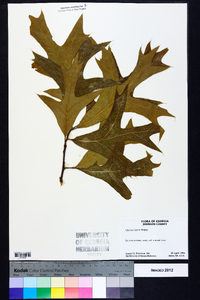 Quercus laevis image
