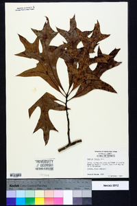 Quercus laevis image