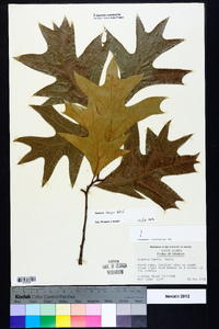 Quercus laevis image