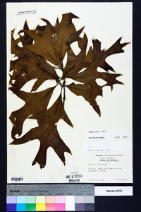 Quercus laevis image