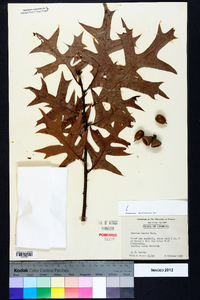 Quercus laevis image