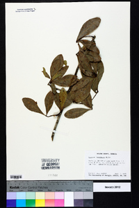 Quercus laurifolia image