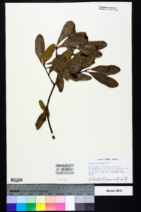 Quercus laurifolia image