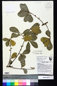 Quercus laurifolia image