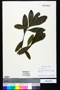 Quercus laurifolia image