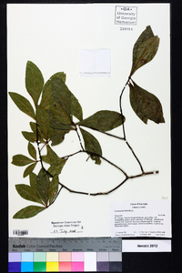 Quercus laurifolia image