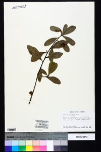 Quercus laurifolia image