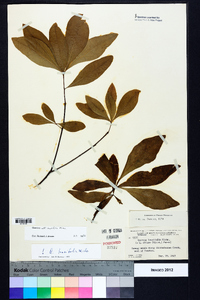 Quercus laurifolia image