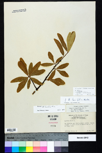 Quercus laurifolia image