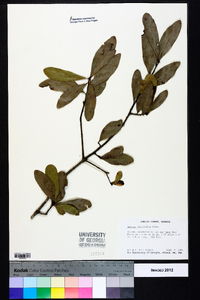 Quercus laurifolia image