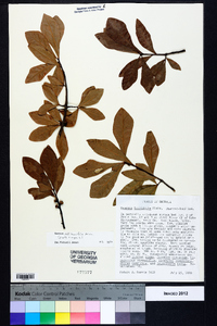 Quercus laurifolia image