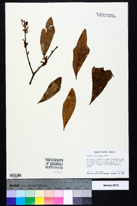 Quercus laurifolia image