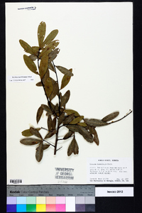 Quercus laurifolia image