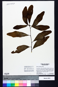 Quercus laurifolia image