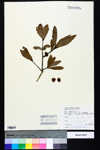 Quercus laurifolia image