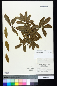 Quercus laurifolia image