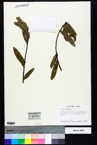 Quercus laurifolia image