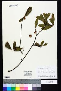 Quercus laurifolia image