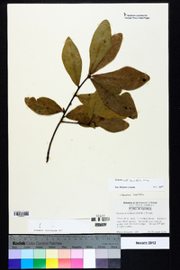 Quercus laurifolia image