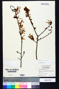 Quercus laurifolia image