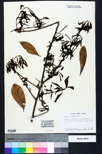 Quercus laurifolia image