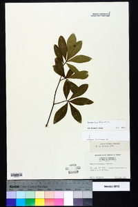 Quercus laurifolia image