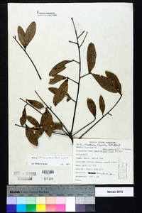 Quercus laurifolia image