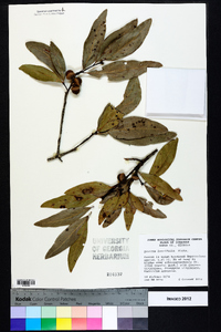 Quercus laurifolia image