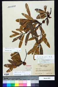 Quercus laurifolia image